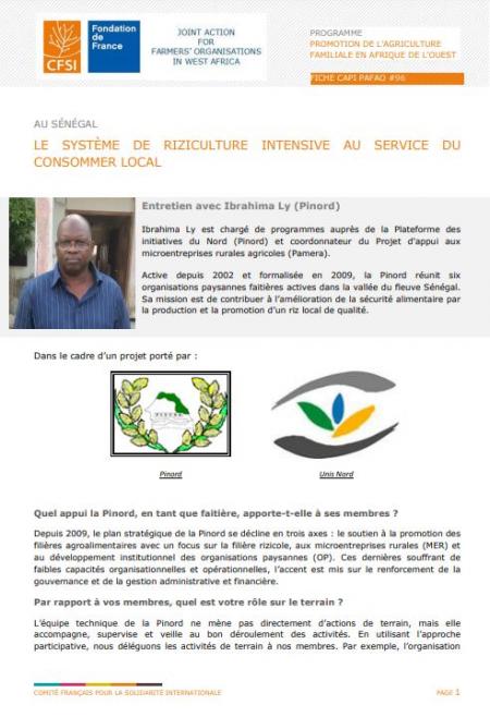 Au Sénégal : Le système de riziculture intensive au service du consommer local