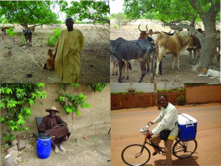 Photos témoignages projet lait Mali
