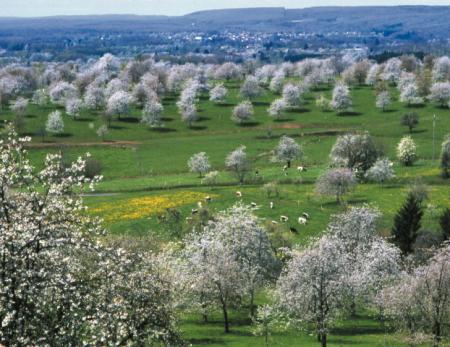 Paysage de cerisiers et élevage laitier, Fougerolles © Philippe Pointereau
