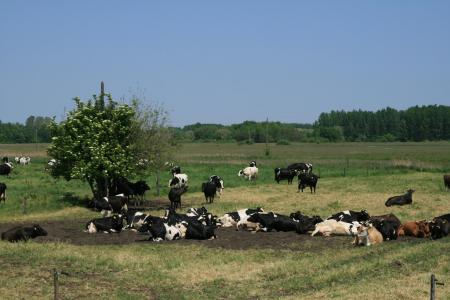 Photo élevage Hongrie