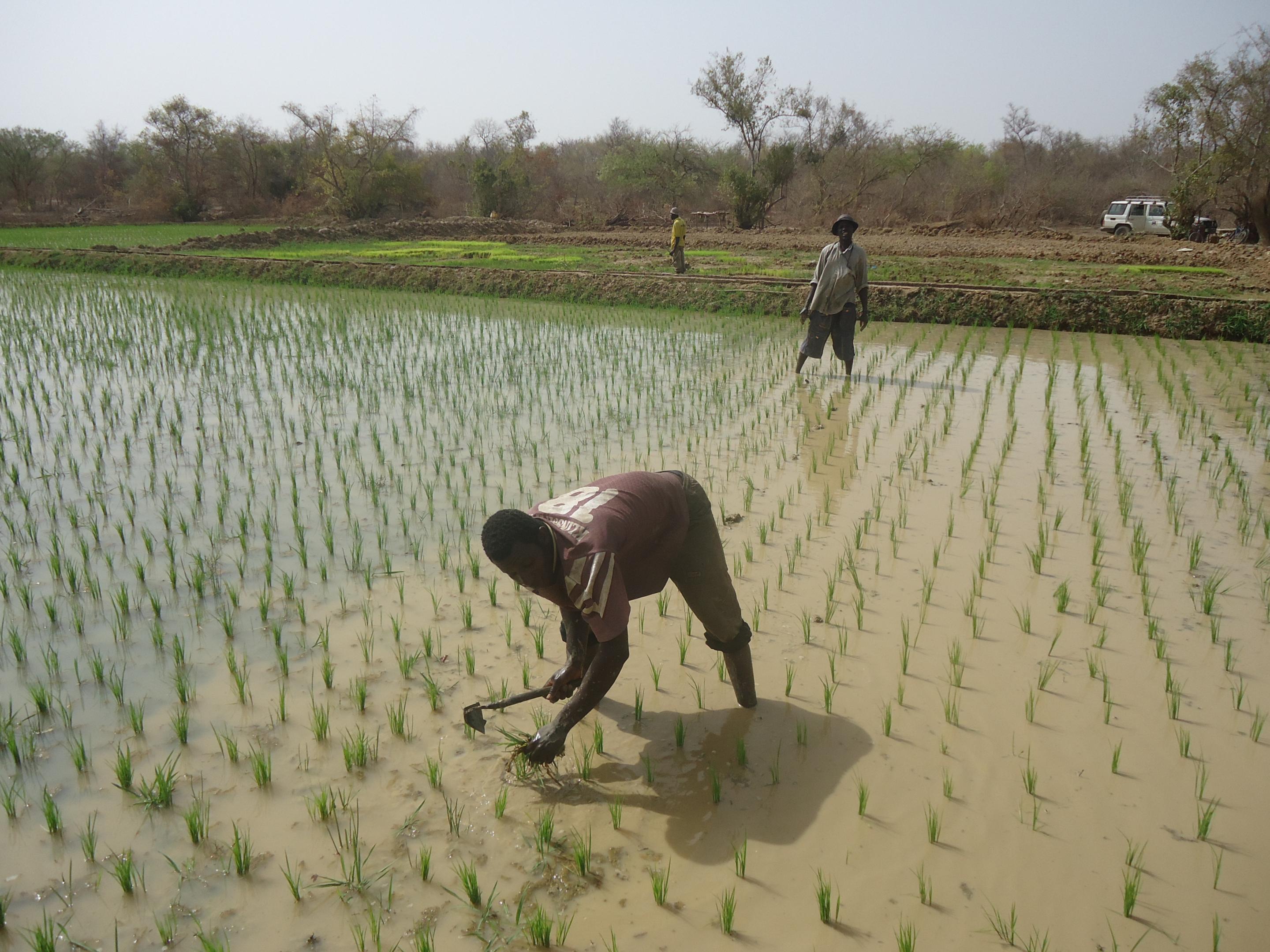 Marketoriented farming in Gambia ALIMENTERRE