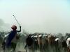 Berger et troupeau dans la poussière, Sénégal © Kamikazz, Isra-Cirad-Gret