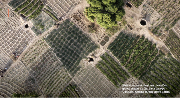 Périmètres agroécologiques diversifiés (photo extraite du film Sur le Champ ! ) © Mickaël Antoine et Jean-Simon Gérard