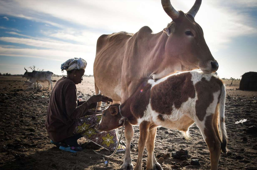 Dans le Dagana (Nord Sénégal), comme dans la plupart du Sahel, l'élevage est la principale source de revenu des familles. © Gret