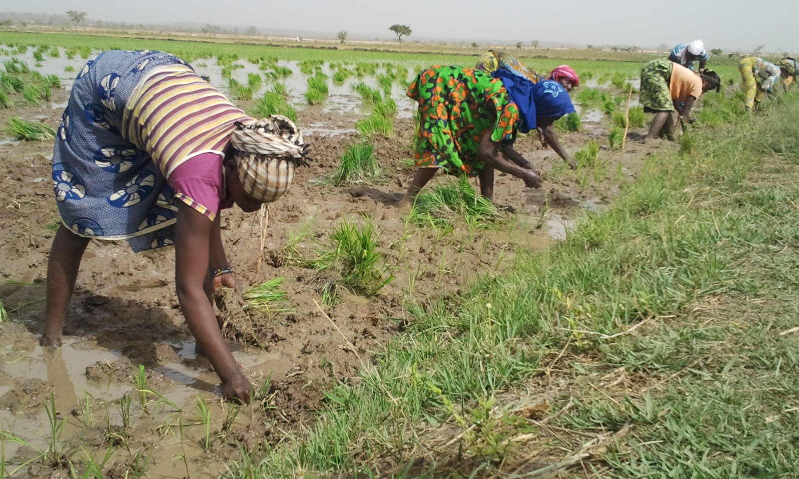 Mali, l'agriculture malgré tout  ALIMENTERRE