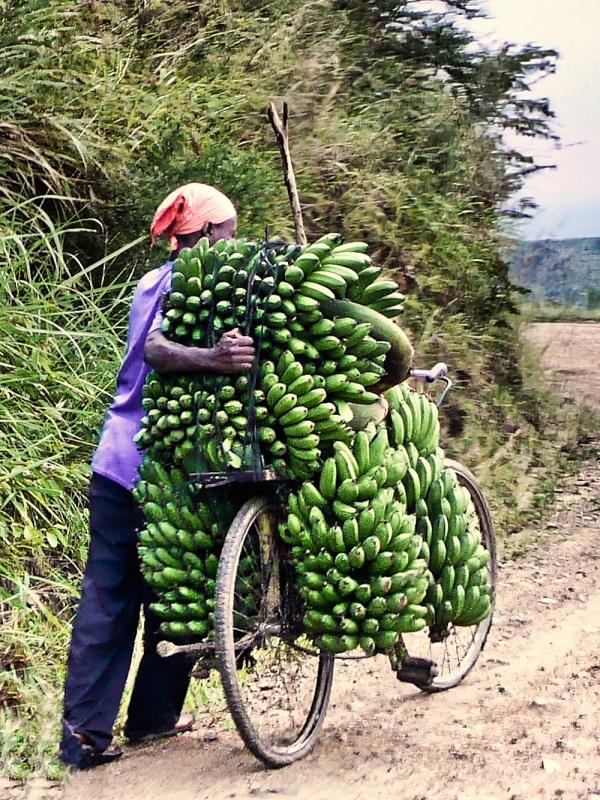 personne transportant des bananes à l'aide de son vélo