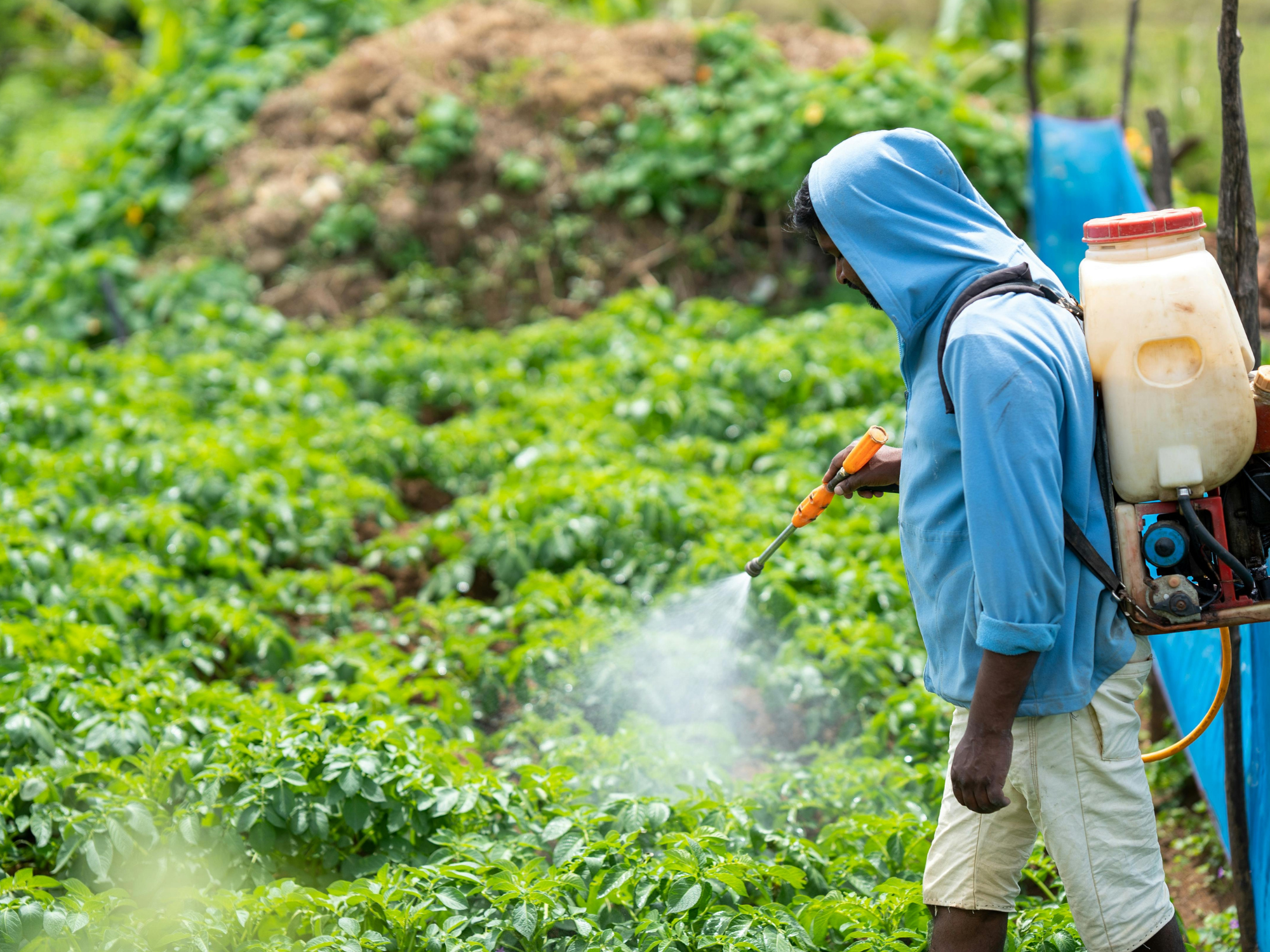 Homme épandant des pesticides