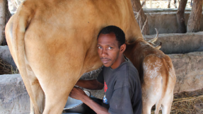 Traite du lait en en Haute-Casamance © AVSF Christophe Lebel