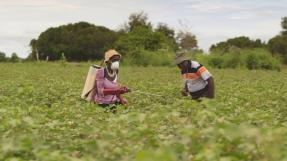 Aspersion de pesticides, film Vertueuses les multinationales ? © NDR Arte