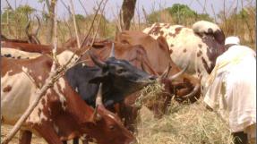 Aliment bétail Burkina Faso © Apess
