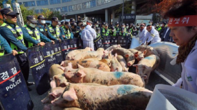 Corée du Sud, octobre 2019, des agriculteurs protestent contre l'interdiction de nourrir les porcs avec les restes de nourriture © Yonhap