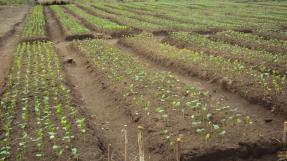 Plantation de jatropha en Guinée