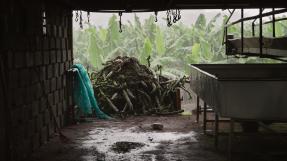 Exploitation de bananes