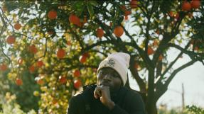 Seydou, du Mali, récolte des oranges
