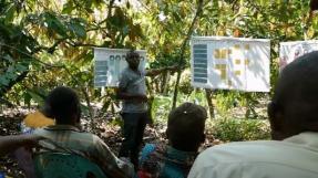 Discussion sur les cultures de cacao