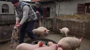 Photo de Roumanie, éleveurs porcins à terre © Wild Angle Productions