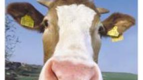 Affiche du film "La vache numéro 80 a un problème"