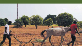 Agroécologie : capitalisation d'expériences en Afrique de l'Ouest