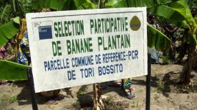 Banane plantain Bénin - Parcelle commune de référence Tori