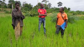 Riziculture en Côte d'Ivoire © CICR
