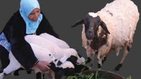 Éleveuse de moutons au Maroc © Agrisud
