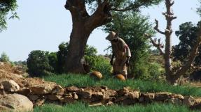 Agriculture au Mali © Fédération MFR Ille-et-Vilaine