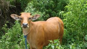 vache Panama