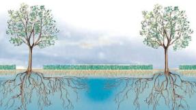 Coupe arbre