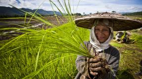 Paysanne dans une rizière © David Longstreath / IRIN