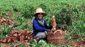 Culture de manioc © CIAT
