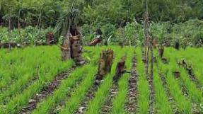 © Cirad, P. Sist, agriculture familiale