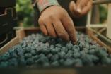 main fruits ramassage myrtilles