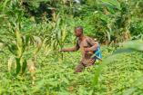 Paysan ivoirien traitant sa culture de pesticide