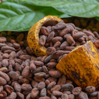 Un fruit de cacaoyer et des fèves de cacao