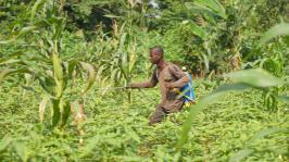 paysan ivoirien répandant des pesticides dans son champ sans protection