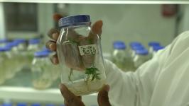 Echantillon d'OGM dans un bocal, au laboratoire
