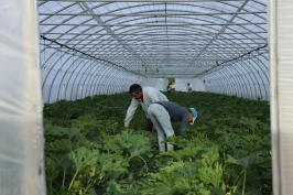 Travailleurs migrants dans les serres de légumes 