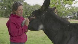 Geste de tendresse entre l'éleveuse et un âne