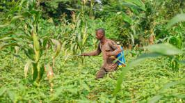Paysan ivoirien traitant sa culture de pesticide