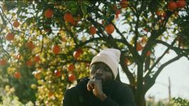 Récolte d'oranges en Italie