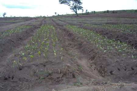 Plantation de jatropha en Guinée