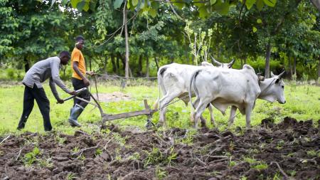 hommes labourant le champ à l'aide de bovins