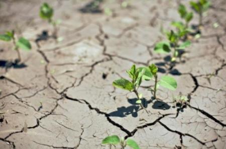 agriculture biologique, rempart contre le changement climatique