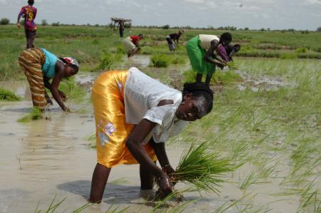 Photo du film "Du riz et des hommes" - femmes dans une rizière