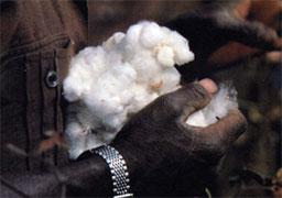Visuel du film "Les guerres du coton"