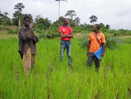 Riziculture en Côte d'Ivoire © CICR