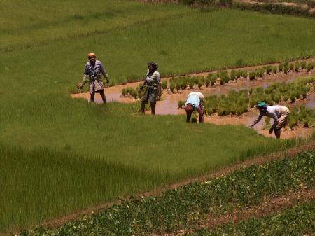 Riziculture à Madagascar © IRD / T. Becquer