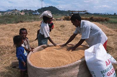 Crédit photo: Notre planète info - Cereales Afrique 