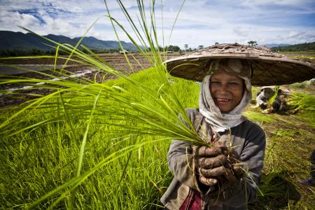 Paysanne dans une rizière © David Longstreath / IRIN