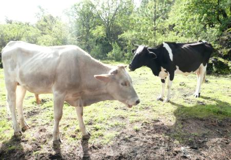 Mexique, vaches © Justine Mounet